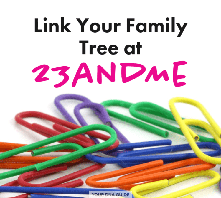 Connect Your Family Tree to 23andMe