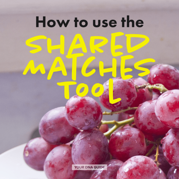 Shared Matches Tool : How to Use It